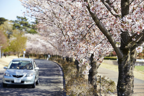 Spring Cleaning Tips: Protecting Your Car from Pollen